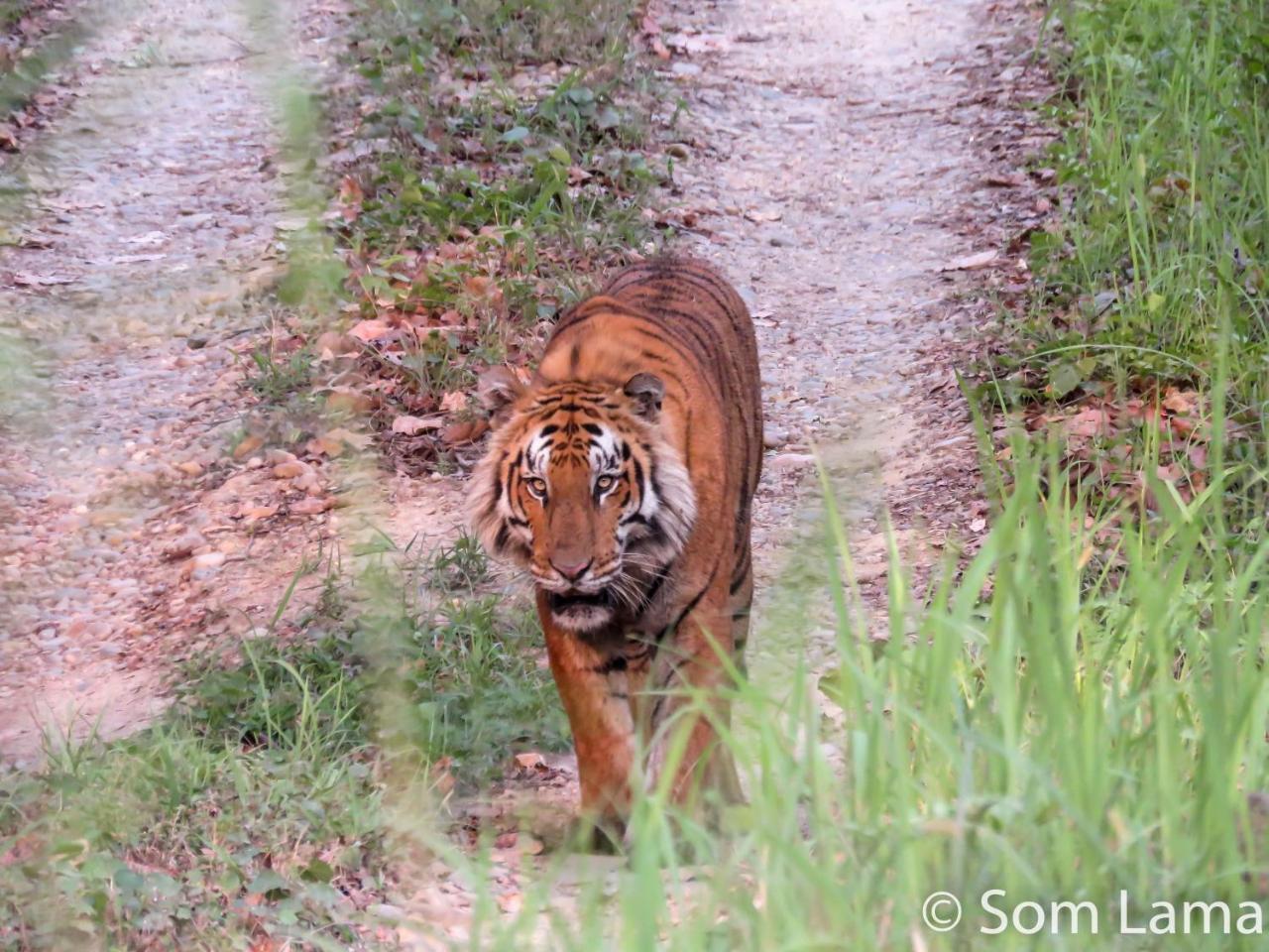 Eden jungle resort Sauraha Exterior foto